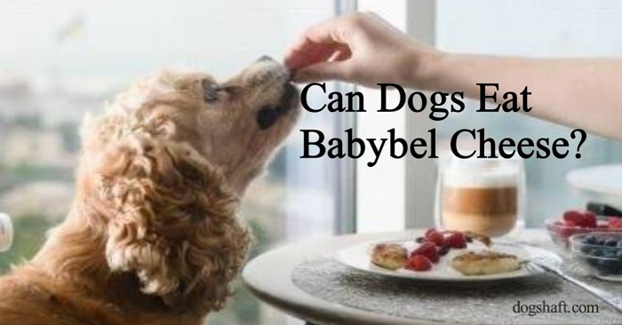 Can Dogs Eat Babybel Cheese? What You Need to Know!