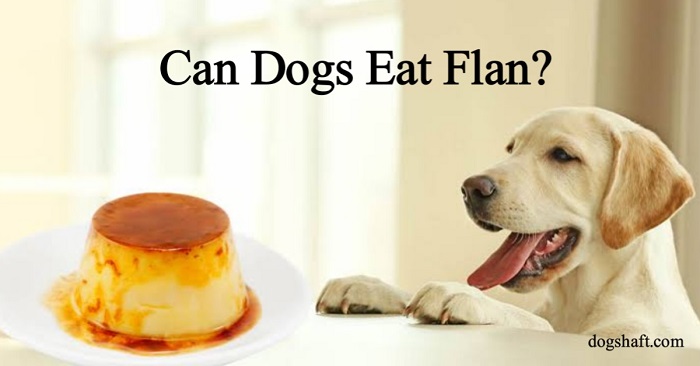 Can Dogs Eat Flan? Get the Scoop on What’S Safe And What’S Not!
