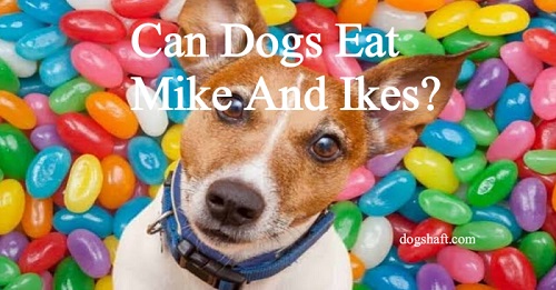 Can Dogs Eat Mike And Ikes? Discover the Surprising Truth!