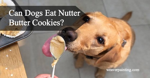 Can Dogs Eat Nutter Butter Cookies