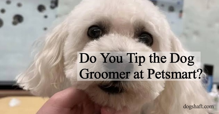 Do You Tip the Dog Groomer at Petsmart