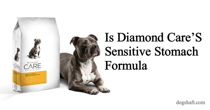 Is Diamond Care’S Sensitive Stomach Formula the Key to Your Dog’S Digestive Bliss?