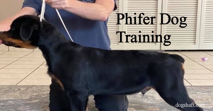 Phifer Dog Training