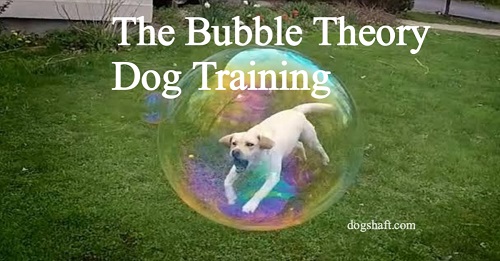 The Bubble Theory Dog Training: Revolutionize Your Approach!
