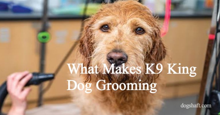 What Makes K9 King Dog Grooming & Boarding So Special?