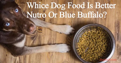 Whice Dog Food Is Better Nutro Or Blue Buffalo? Attention Dog Lovers