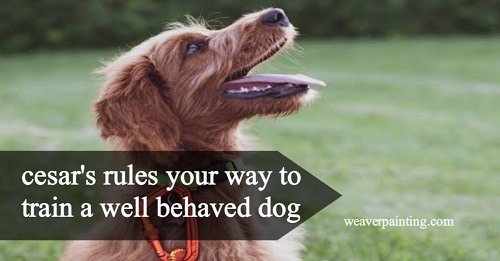 Cesar’s Rules Demystified: Train Your Dog to Perfection for a Well-Behaved Furry Friend!