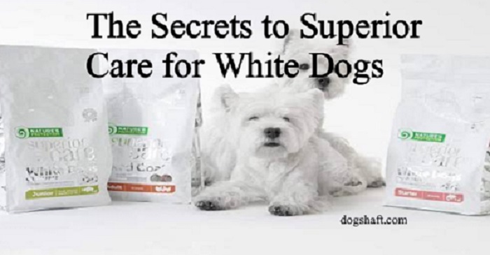 the secrets to superior care for white dogs