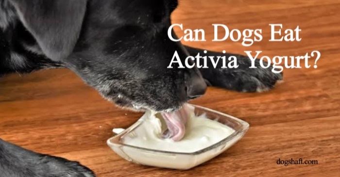 Can Dogs Eat Activia Yogurt? Doggy Delight Or Danger!