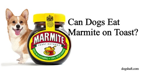 Can Dogs Eat Marmite on Toast