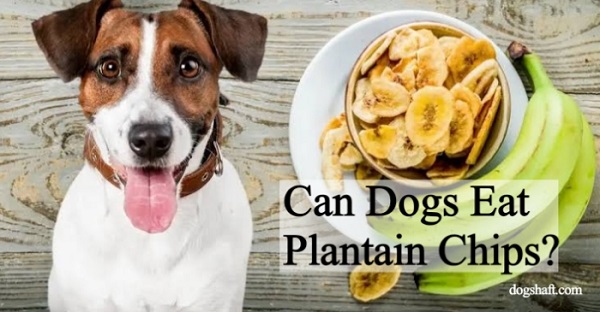 Can Dogs Eat Plantain Chips?  Investigating Plantain Chips for Dogs