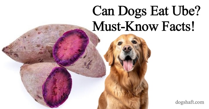Can Dogs Eat Ube? Must-Know Facts!