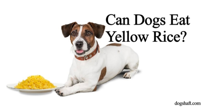 Can Dogs Eat Yellow Rice? What You Need to Know!