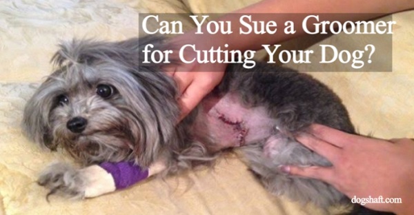Can You Sue a Groomer for Cutting Your Dog? Find Out Your Rights!