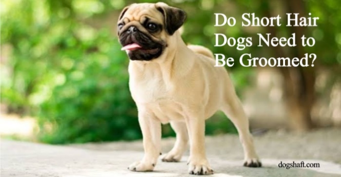 Do Short Hair Dogs Need to Be Groomed? The Surprising Truth Revealed!