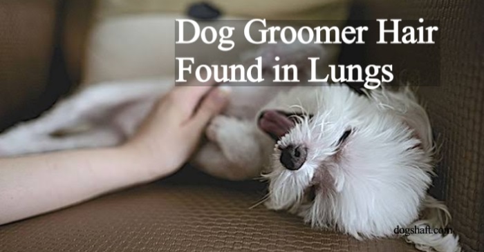Dog Groomer Hair Found in Lungs! What You Need to Know