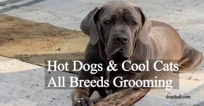 Hot Dogs & Cool Cats All Breeds Grooming