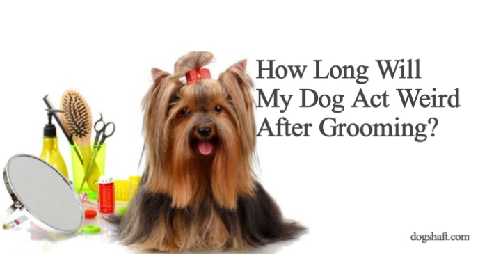 How Long Will My Dog Act Weird After Grooming