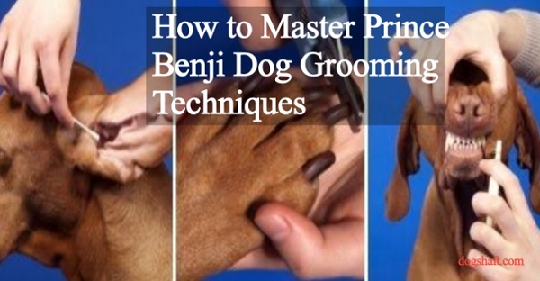 How to Master Prince Benji Dog Grooming Techniques!