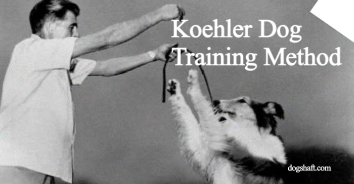 Unleash the Power of the Koehler Dog Training Method: A Comprehensive Guide!