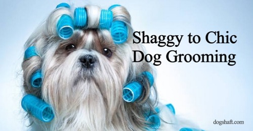 Shaggy to Chic Dog Grooming