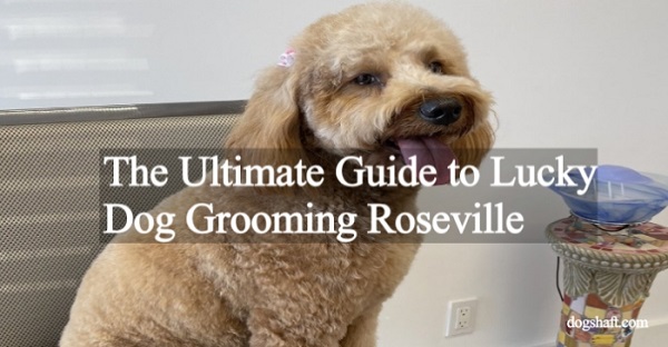 The Ultimate Guide to Lucky Dog Grooming Roseville