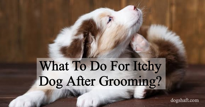 What To Do For Itchy Dog After Grooming? Here’S Your Rescue Plan!
