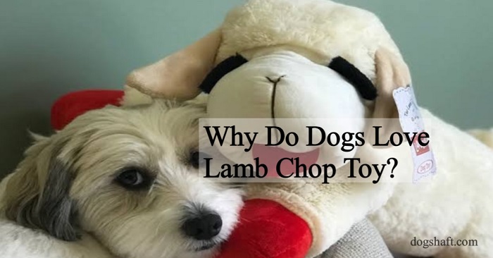 The Fascination Behind ‘Why Do Dogs Love Lamb Chop Toy?
