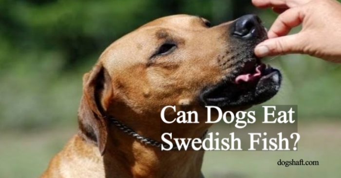 Can Dogs Eat Swedish Fish? Is It Safe Or Risky?