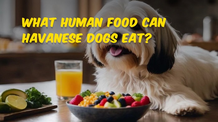 What Human Food Can Havanese Dogs Eat? The Ultimate Guide