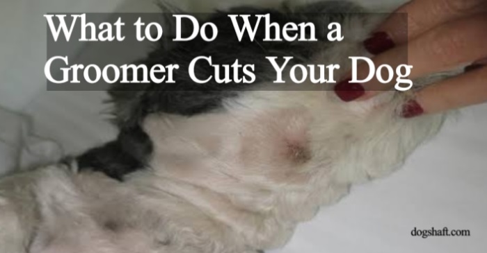 What to Do When a Groomer Cuts Your Dog: Expert Advice You Need Now!