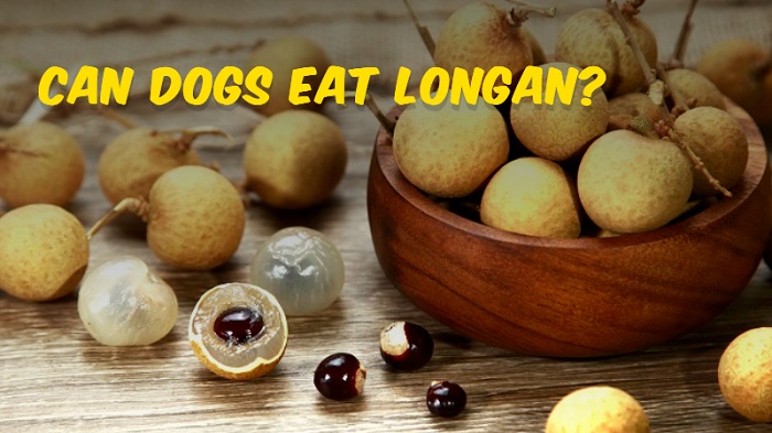 Can Dogs Eat Longan? A Comprehensive Guide to Keeping Your Canine Safe And Satisfied!