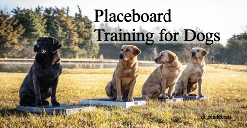 Placeboard Training for Dogs